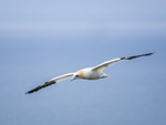 Gannet
