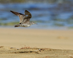 Wandering Tattler flying, Ke'e Beach, Kauai