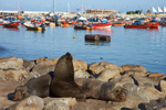 Sea Lions in Iquique Harbour