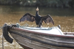 Cormorant 11
