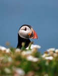 Puffin