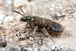 Lasioglossum smeathmanellum