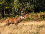 Red Deer