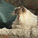Big yawn