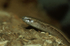 Slow Worm