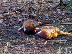 Pheasants
