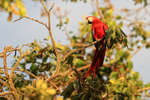 Scarlet Macaw perched ...
