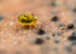 Sminthurinus reticulatus