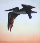Wee Pelican