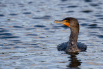 Cormorant