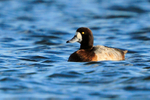 Scaup (adult female) on the west side of Farmoor 1