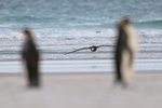 Southern Giant Petrel gliding low behind King Penguins