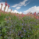 Roadside flowers pink Sainfoin (Onobrychis viciifolia) and blue Summer forget-me-not (Anchusa azurea) 