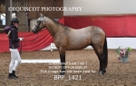 BPP_1421