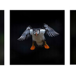 Bronze Neil Thomas Puffin in Flight