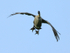 Hawaiian Goose on landing approach, Kilauea Point, Kauai