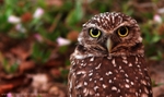 FLB051: Burrowing owl