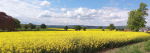 Rapeseed crop Llanbedr nr Ruthin