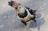 Crested Barbet
