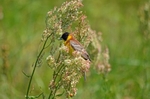 Black-headed Bunting