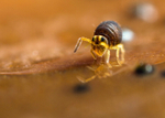 Sminthurinus igniceps
