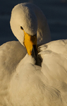 Whooper Swan, Martin Mere, Lancashire