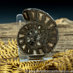 Cut & Polished Whitby Ammonite 050