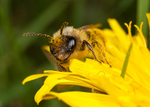 Andrena flavipes (m)