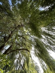 Looking Up