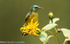 Male variable sunbird