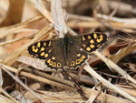 Speckled Wood on the Roman Road, Otmoor