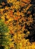 Backlit Aspens 1