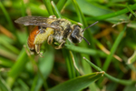 Andrena labiata (f)