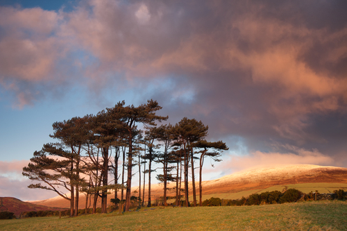 The copse at Cashtal yn Ard catching the first sunlight of the day with a snowcapped North Barrule as a backdrop.