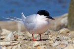 Roseate Tern portfolio