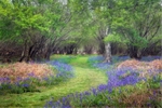 Blue Bells in Captains Wood- Suffolk