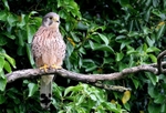 Male Kestrel,County Louth