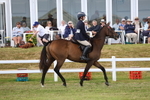 Class 11: Retraining of Racehorse portfolio