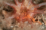 Thyonidium drummondii discharging 'eggs' (spawning)