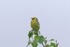 Citrine Wagtail