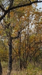 Mopane Trees In Autumn, Kruger Park, Sth Africa