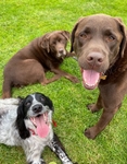 Dogs portfolio
