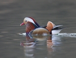 Mandarin