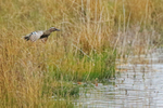 Garganey gliding on landing approach, Stratfield Brake, Oxfordshire
