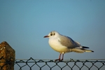 Black-headed Gull