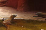 Komodo Dragons