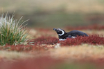 Magellanic Penguin resting outside burrow, Sea Lion Island, Falklands