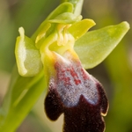 Ophrys fusca (lucifera)