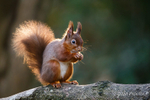 Backlit Red Squirrel