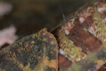 Tonicella marmorea